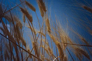 Hububatta yüz güldüren tablo: Türkiye genelinde yüksek rekolte beklentisi