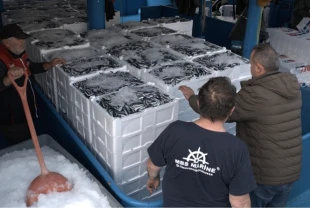 İğneada açıklarında hamsi bolluğu yaşanıyor