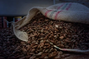 İhracat 5 yılda ikiye katlandı: Türkiye kakaodan 1,7 milyar dolar kazandı