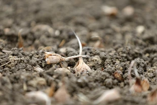 İklim değişimine yerli kalkan!