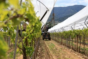 İklim riskine karşı çözüm: Bağlar dolu tülüyle kaplanıyor