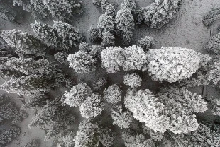 Ilgaz Dağı'nda kar ve sis etkili oldu: Kartpostallık görüntüler!