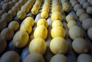 İlk çeyrekte en fazla limon Rusya'ya ihraç edildi!