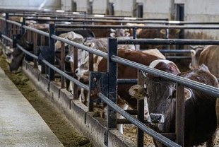 IPARD-III desteği açıklandı: 218 projeye 2,5 milyar lira hibe