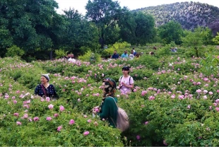 Isparta'nın gül bahçeleri kırmızı yerine sarı ve turuncuya büründü