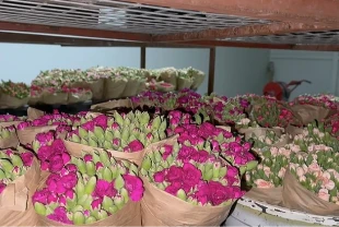 Isparta'nın karanfilleri Avrupa pazarında açıyor
