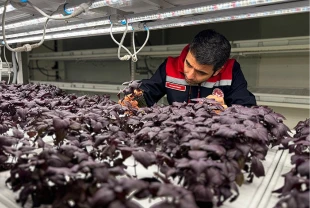 İstanbul Kapalı Dikey Tarım Uygulama Merkezi, megakentliler için çilek üretimine hazırlanıyor