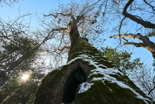 İstanbul'un asırlık devleri koruma altına alındı