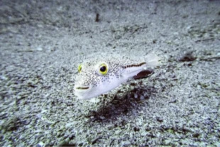 İstilacı türlerle mücadelede yeni dönem: Türkiye 177 tür için harekete geçti