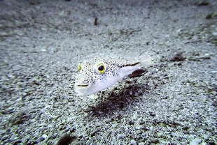 İstilacı yabancı türler için yönetmelik yayımlandı
