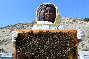 Kadın arıcıdan 3 ilde üretim: 4 çeşit bal elde ediyor