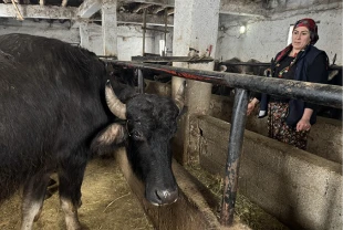 Kadın girişimci devlet desteğiyle manda sayısını 20’ye çıkardı