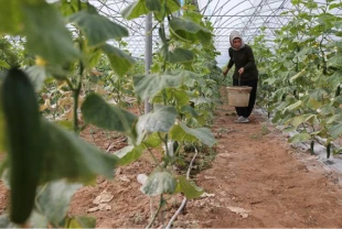 Kadın girişimci devletten aldığı destekle seracılıkta başarıya ulaştı: Üretim 1 dönümden 20 dönüme çıktı
