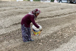 Kadınların ihracattaki payında Giresun ilk sıraya yerleşti