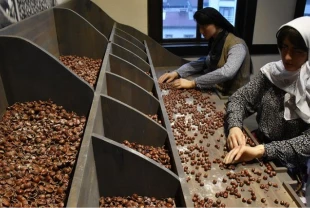 Kahraman Sağra Fındık Müzesi 14 bini aşkın kişi ziyaret etti!