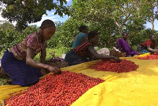 Kahve köpüğünü attı