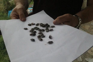 Kahverengi kokarca zararlısına karşı 1 milyondan fazla hane ilaçlandı