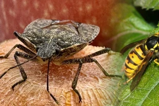 Kahverengi kokarcayla mücadele artıyor! 750 binin üzerinde samuray arısı üretildi