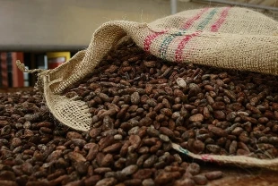 Kakao fiyatları 65 yılın en sert düşüşüne hazırlanıyor: Çikolata fiyatına yansıyacak mı?