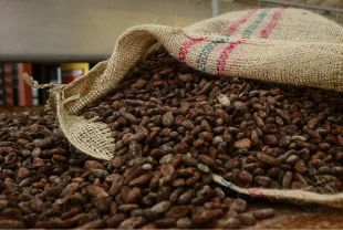 Kakao fiyatlarında sert geri çekilme: Tarihte böylesi görülmedi