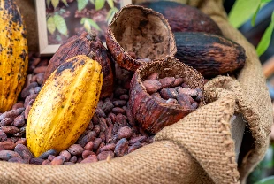 Kakao piyasası dengeleniyor