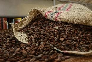 Kakaoda arz endişeleri azaldı: Fiyatlar yüzde 55 geriledi