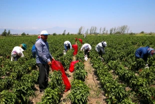 Kapya biber hasadı başladı!