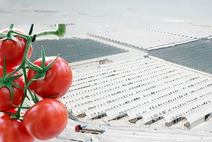 Kar altında domates yetiştiriyorlar