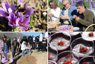 Karabük'te 'Safran İmecesi' etkinliği düzenlendi