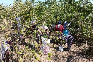 Karadeniz'de fındık hasadına devam ediliyor
