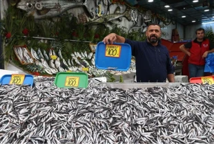 Karadeniz'de hamsi bolluğu tezgahlara yansıdı: 100 TL'den alıcı buluyor