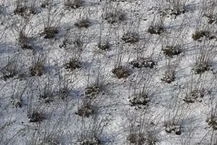 Karadeniz’de kar yağışı tarıma nefes aldırdı: Fındık ve ürünler için olumlu etki