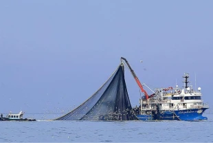 Karadeniz’de su sıcaklığı düşmedi: Hamsi soğuk sulara yöneldi