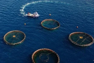 Karadeniz’den su ürünleri ihracatında güçlü artış: 85 milyon doları aştı