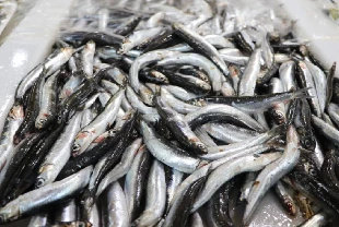 Karadeniz'in hamsisi Avrupa sofralarında