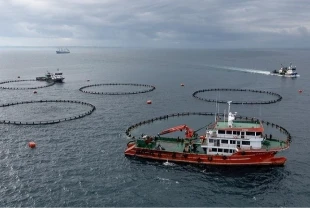 Karadeniz'in su ürünleri ihracat geliri yılın ilk ayında yüzde 46 arttı!