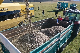 Kars’ta devlet desteğiyle yağlık ayçiçeğinde verim arttı: 850 ton rekolte bekleniyor