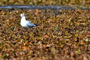 Kars'ta göçmen kuşların konakladığı Asboğa Gölü'nde su 60 metre çekildi