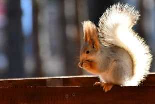 Kars'ta millet bahçesi yabani kuşlar ve sincaplarla renklendi