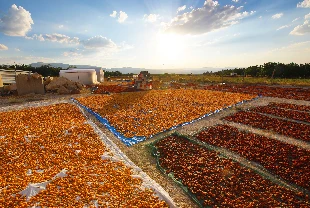 Katma değerli üretimle tarımda ihracat katlanacak