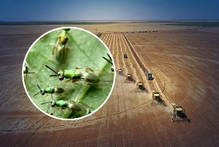 Kestane ormanları için biyolojik kalkan: 1500 faydalı böcek doğaya salındı