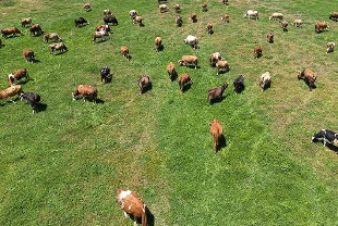 Kırsalda Bereket projesi büyüyor: Bakan Yumaklı üretim vurgusu yaptı