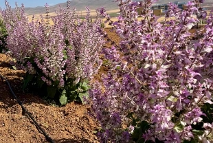 Kırşehir’de tıbbi aromatik bitkiler tarıma yön veriyor: 65 tür için çiftçiye yeni alternatif