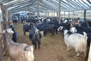 Kış geldi! Besiciler hayvanları soğuktan korumak için çadır kurdu