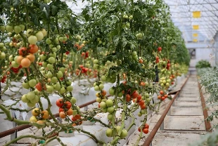 Kocaeli’de örnek uygulama: Volkanik toprak, yağmur suyu ile birleşti