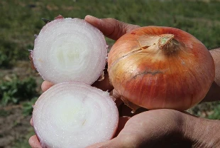 Kokuya son! Soğan saklamak için pratik çözüm...