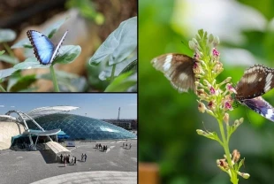Konya Tropikal Kelebek Bahçesi yaz döneminde 272 bin ziyaretçiyi ağırladı