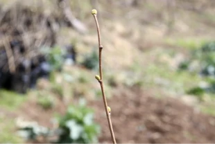 Köy kooperatifinde sertifikalı 3 bin fındık fidanı üretildi