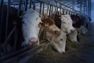 Küçük ölçekli besiciler için yeni bir adım atıldı: Gelir Garantili Besicilik Projesi başlıyor