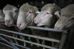 Küçükbaş hayvan desteği ne zaman verilecek? Takvim açıklandı